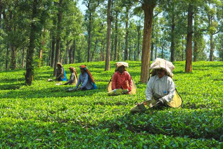 tea estate Kerala