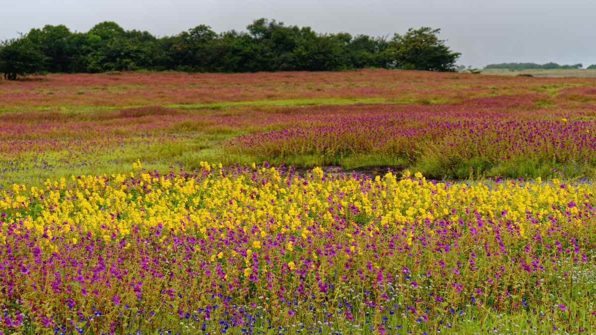 Kaas Plateau Reopens To Tourists For Day Safari After A 6-Month Hiatus