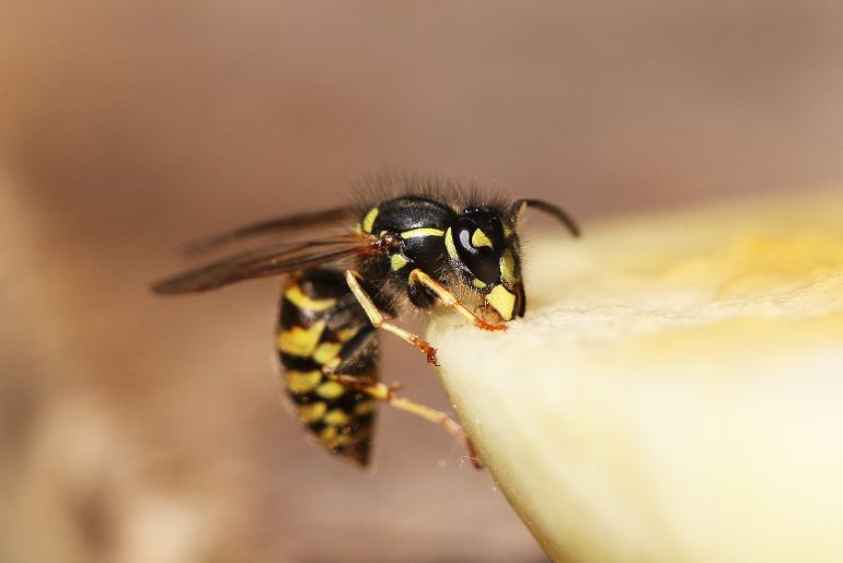 digger wasps