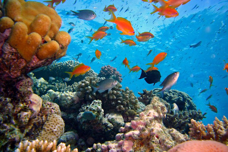 Coral reefs India