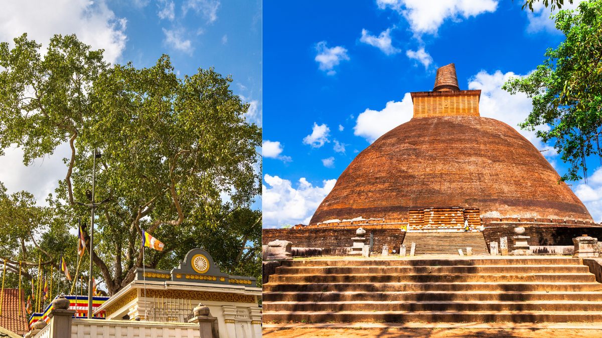 The Tree Under Which Buddha Gained Enlightenment Was Brought To This Sri Lankan City, A Living Legacy