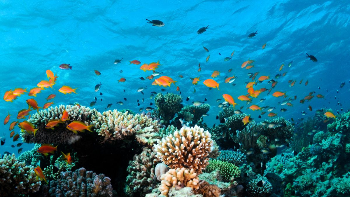 5 Best Places In India With Coral Reefs To Add To Your Travel List For 2024