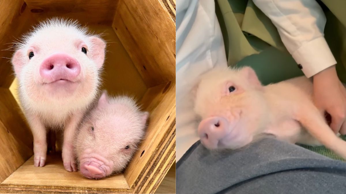 Piggy Playtime! Beyond Cats & Dogs, Cafes In Japan’s Tokyo Now Lets You Pet & Snuggle Pigs