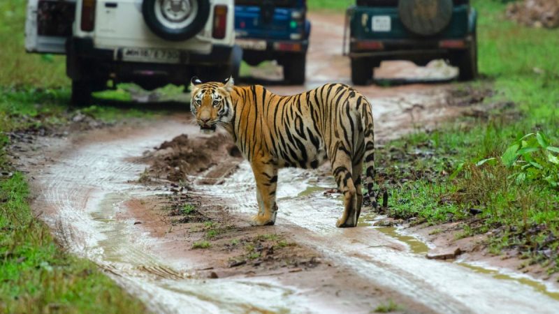 Sanjay Gandhi National Park Introduces Tiger Safari After 5 Years; Plans For Lion & Leopard Safari