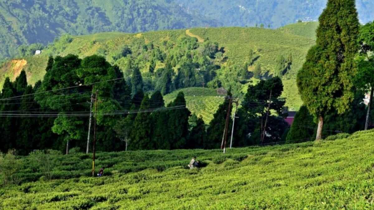 Zig-Zag Your Way To 1854 Estd. Happy Valley Tea Estate In Darjeeling; Here’s What To Do Around