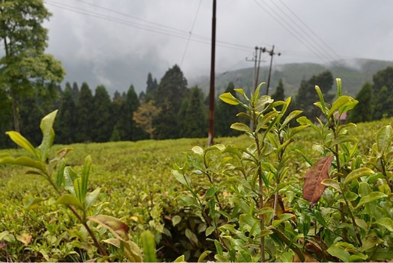 Happy Valley Tea Estate