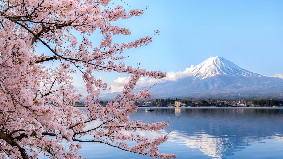 Want To Witness Sakura Magic In Japan? Here’s The Cherry Blossom