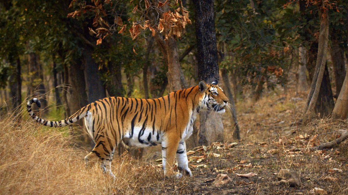 Maharashtra’s Pench Tiger Reserve Becomes A Dark Sky Park; What Is It & Why Is It Important?