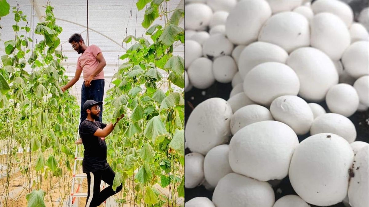 Stories From Bharat: 2 Agra Brothers Earn ₹2 Lakhs Daily By Farming Mushrooms Using Unconventional Methods