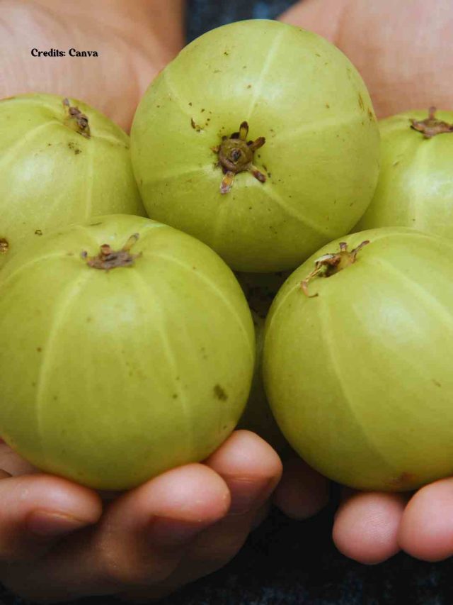 6 Hidden Benefits Of Amla AKA Indian Gooseberry Shared By Gastroenterologist Dr. Pal