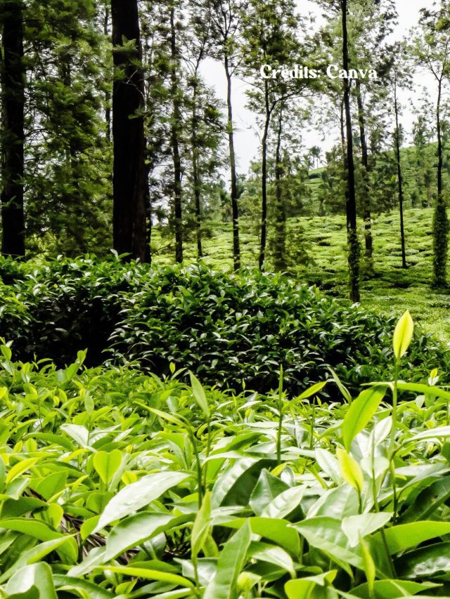 8 Things To Do In Kerala’s Idukki, Where Killer Soup Was Shot