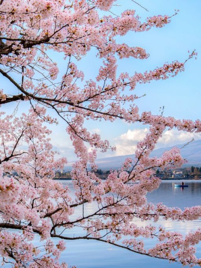 6 Cherry Blossom Destinations Around The World To Visit 6 Cherry Blossom Destinations Around The World To Visit