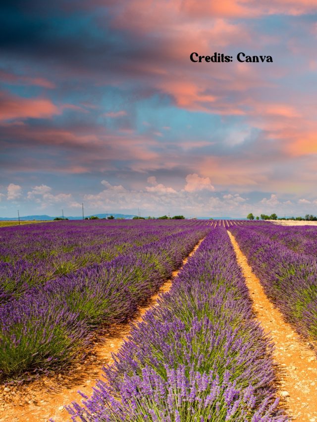 8 Cultural Experiences Waiting For You In France