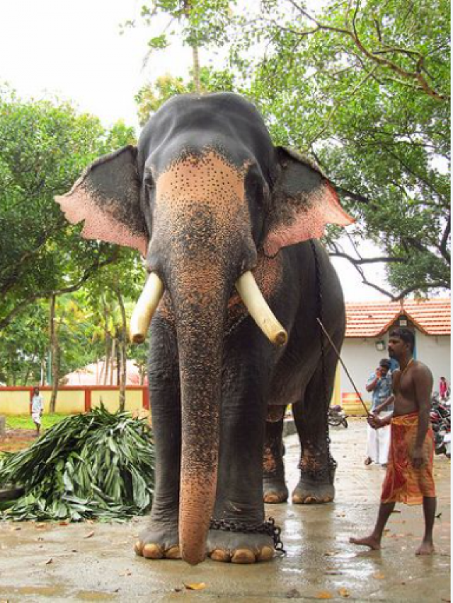 From Sivaraju To Ramachandran, These Superstar Elephants Of Kerala Have