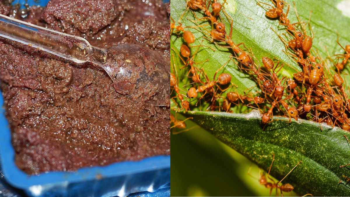 Odisha’s Tribal Staple, Red Ant Chutney Gets GI Tag; Here’s What’s Special About This Superfood  