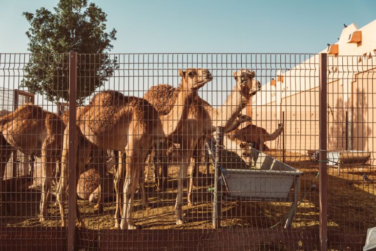 Al Ain Camel Market