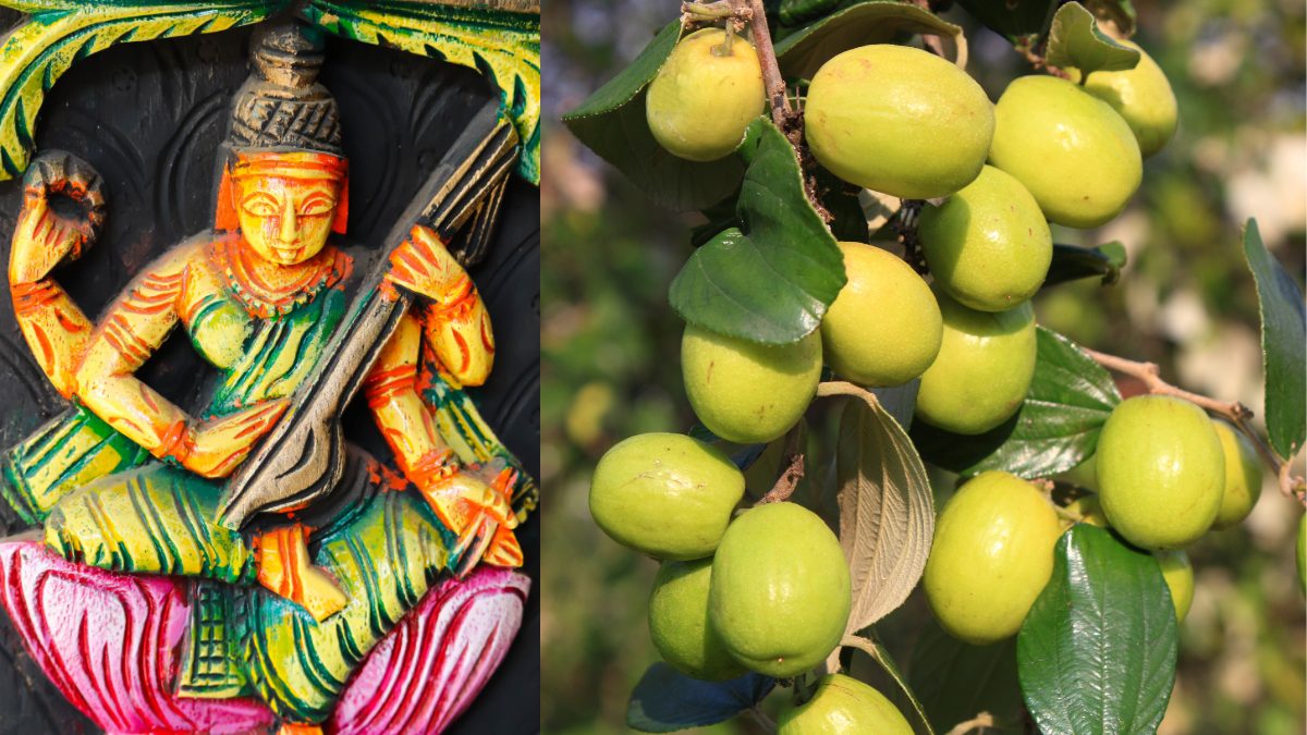 Not Cool To Eat ‘Kul’! People In Bengal Do NOT Eat Ber AKA Indian Jujubes Before Saraswati Puja; Here’s Why