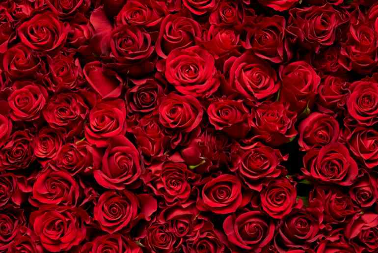 Bengaluru airport roses