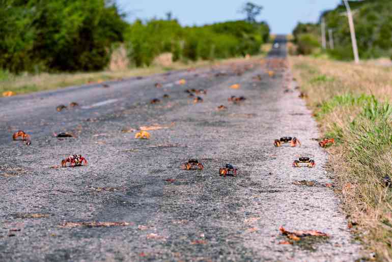  red crab migration Australia