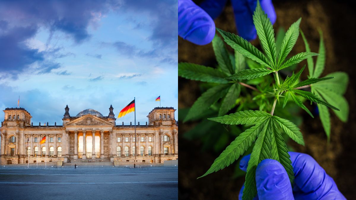 Marijuana Is Now Legal In Germany, Check The Rules About Its Possession, Limit & Smoking