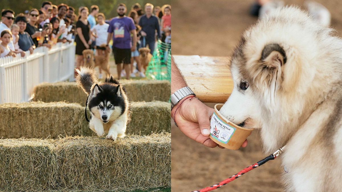 Feastival, Dubai’s Much-Adored Dog-Friendly Fiesta To Come Back In March With Competitions, Food & More