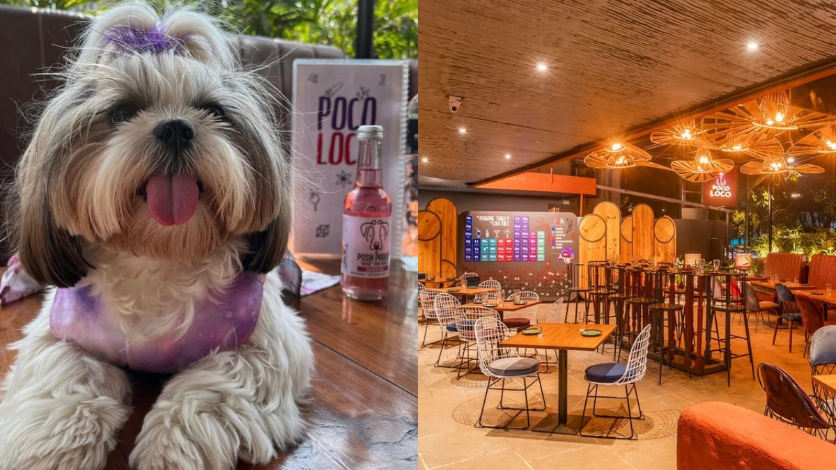 From Nachos To Nose Boops, Experience The Ultimate Brunch Adventure With Poco Loco & YODA