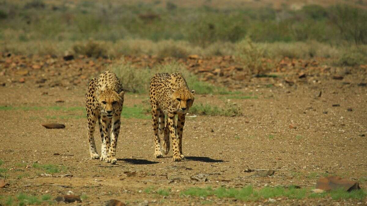 Septicemia Kills 4 Cheetahs Brought To India From Africa; Here’s All You Need To Know