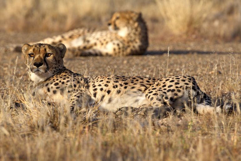 Cheetahs Brought To India