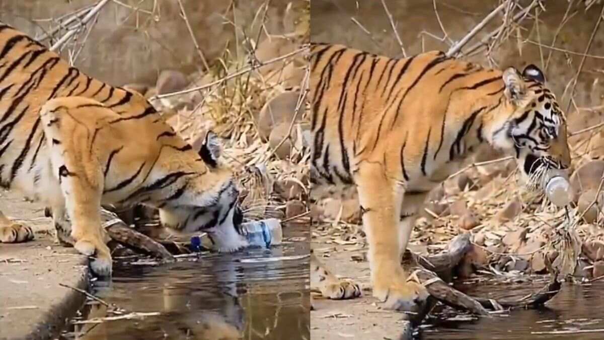 Tiger Removes Plastic Bottle From Water Body In Viral Video; Netizens Say, “Shame On Us”
