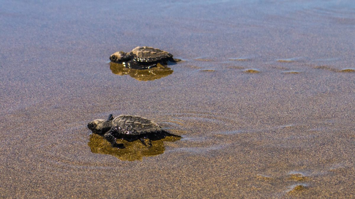 Did You Know Velas, Maharashtra, Hosts A Turtle Festival Every Year? Here’s All About It