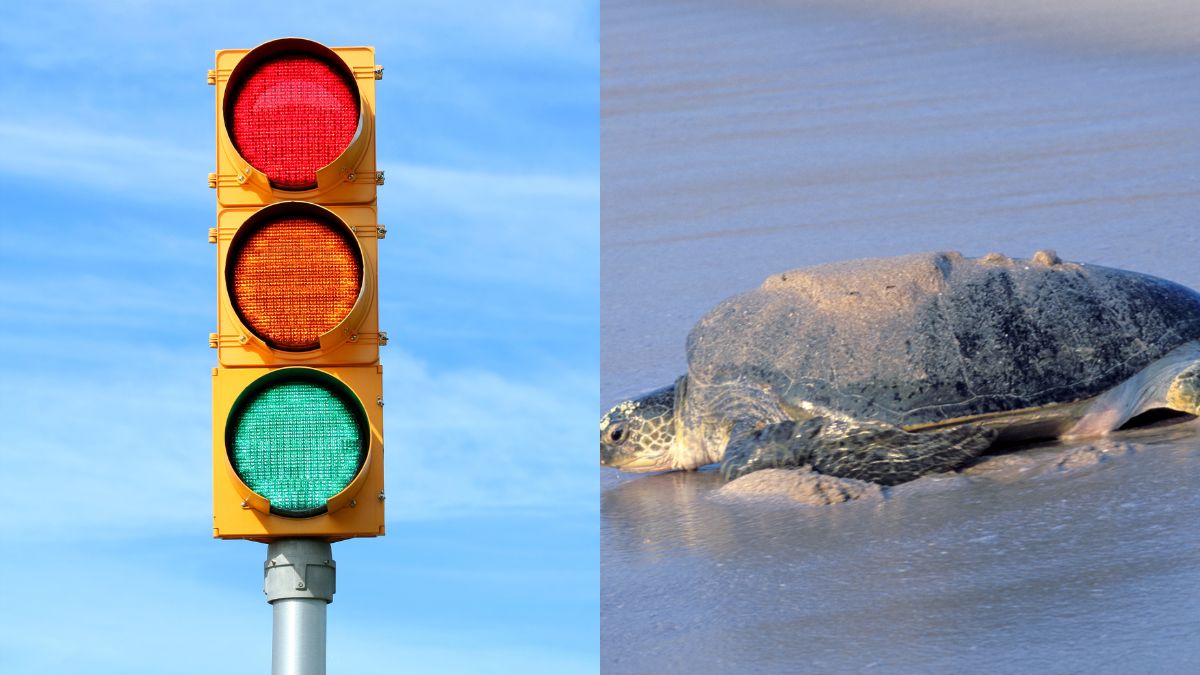 Turn Off The Engine Initiative In Ajman To First Green Turtle Nest; 5 UAE Updates For You