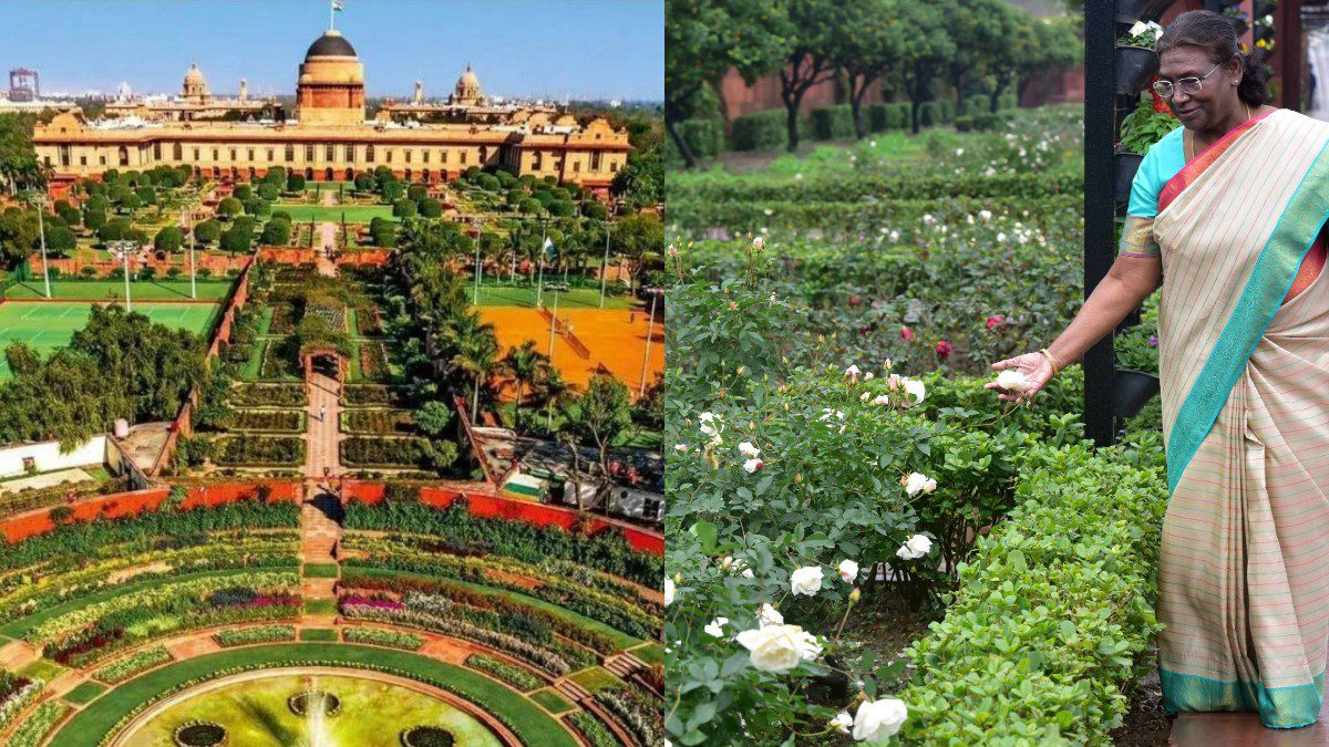 Udyan Utsav 2024: Amrit Udyan In Delhi Open Till March Hosts 42,000 Tulips, 225-Year-Old Sheesham Tree & More