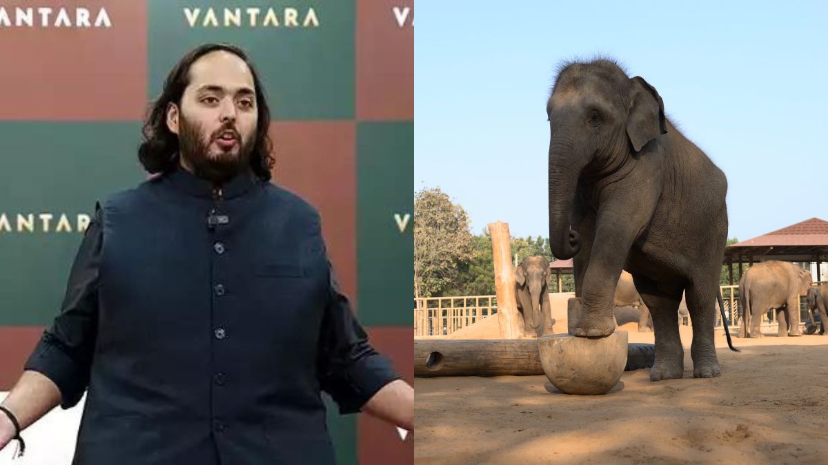 What Is Vantara? Anant Ambani’s Pet Project In Jamnagar That’s Spread Across 3,000 Acres & Has Rescued 2,000+ Animals