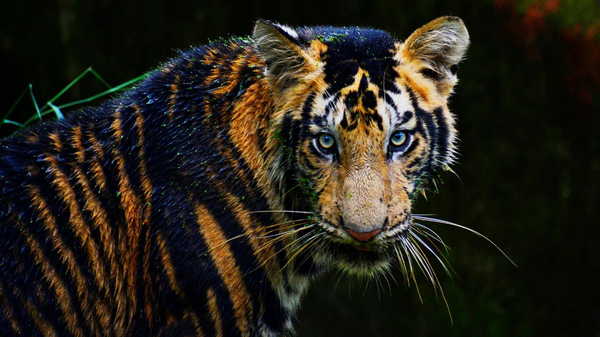 What Is Melanistic Tiger Safari? Odisha Is All Set To Host The World’s First-Ever Such Safari