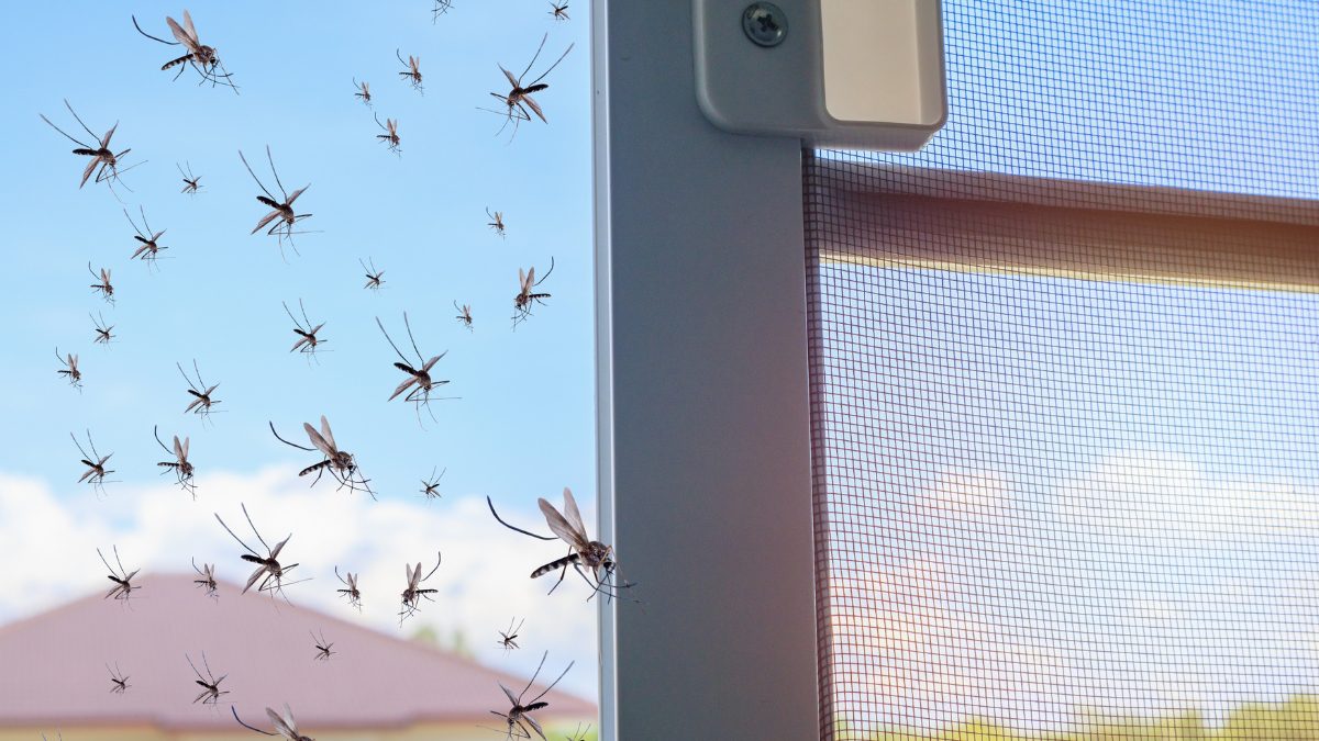 ‘Flood Mosquitoes’, A Dengue-Carrying Species, Have Flooded The Streets Of Buenos Aires!