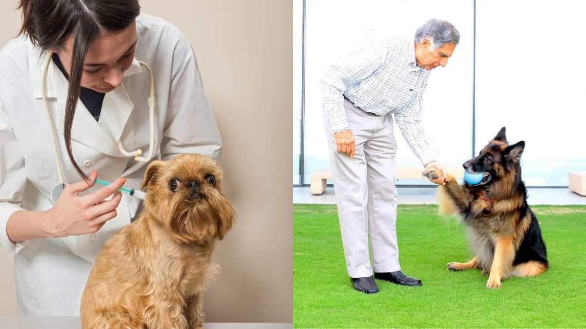 Ratan Tata’s Dream Project, A Hospital For Animals In Mumbai, Set To Open In March