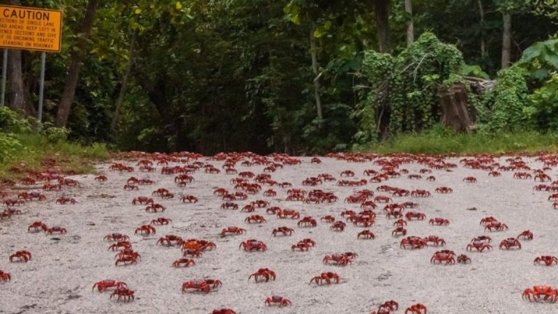 crab migration Australia