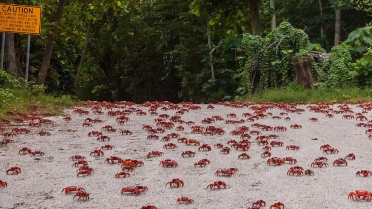 Annual Christmas Island Crab Migration In Australia Sees Historic 2 Months Delay, But Why?