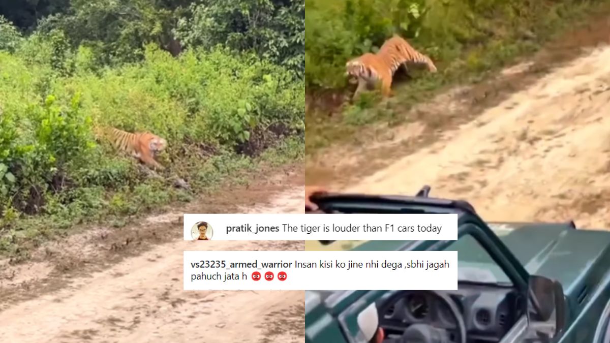 Video Shows Tiger Roaring At Safari Jeep In Jim Corbet, Internet Starts Debate On How Humans Are Disturbing Jungle Life