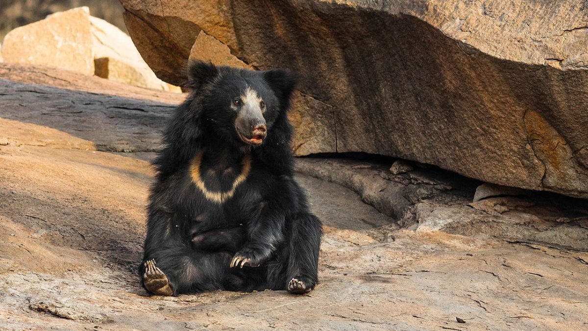 Home To 150 Sloth Bears, Karnataka Has India’s And Asia’s First-Ever Sloth Bear Sanctuary That’s ‘Bear’y Unique