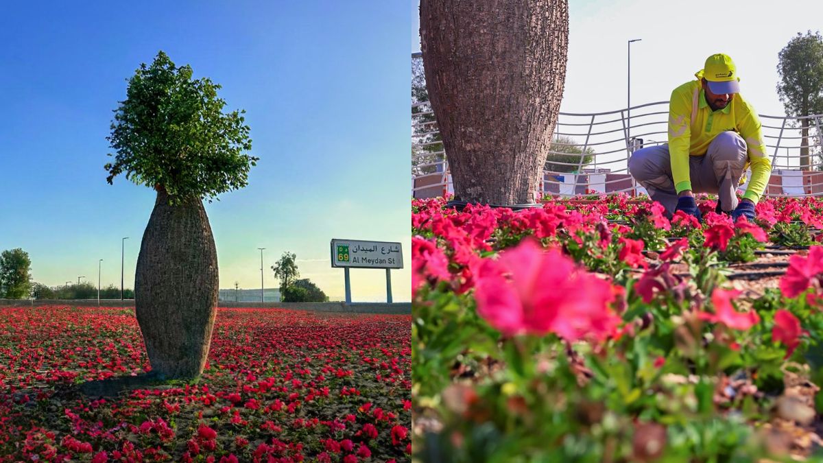 Dubai Municipality Launches Large-Scale Agricultural Beautification Project!