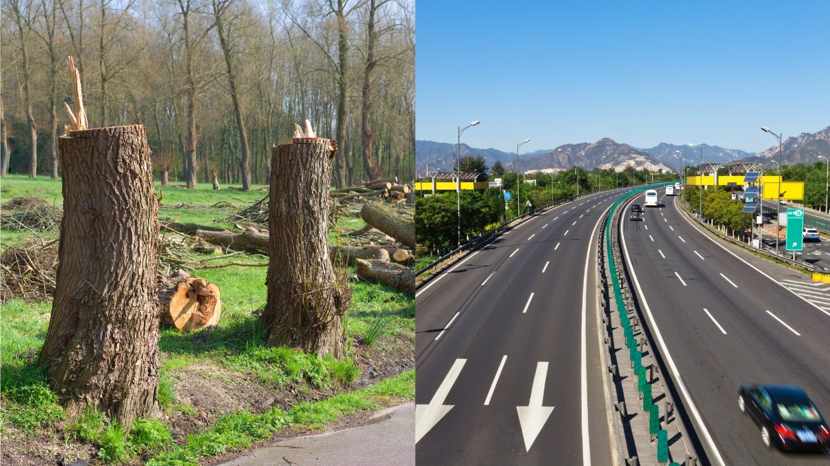 Maharashtra: 32,000 Trees Chopped, 7,000 More At Risk For NHAI’s Mumbai-Vadodara Expressway