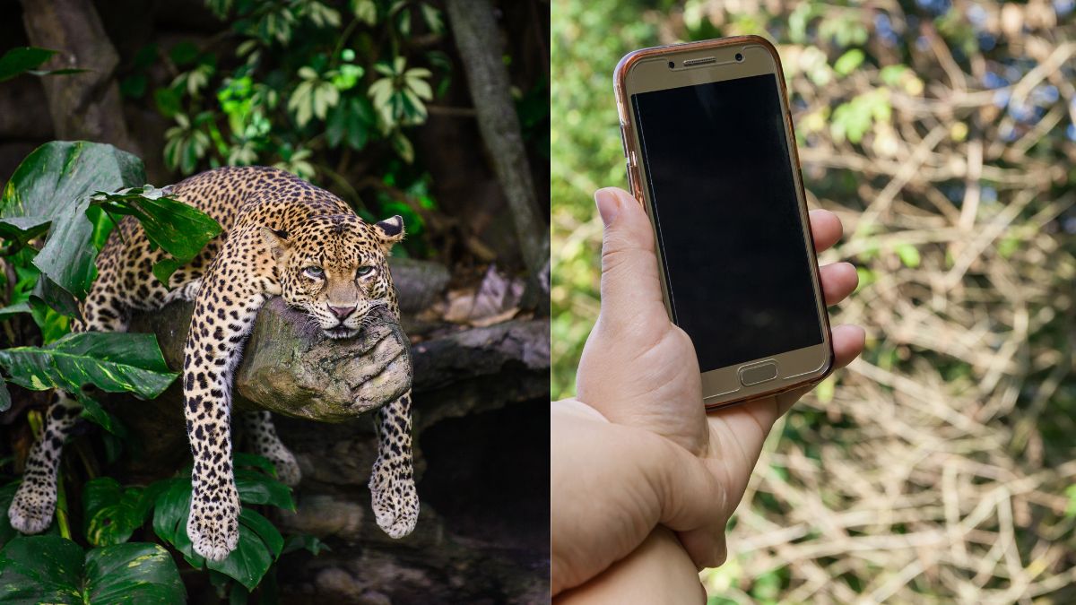 Odisha Govt Warns People Taking Selfies With Wild Animals; Can Lead To 7 Years Of Jail