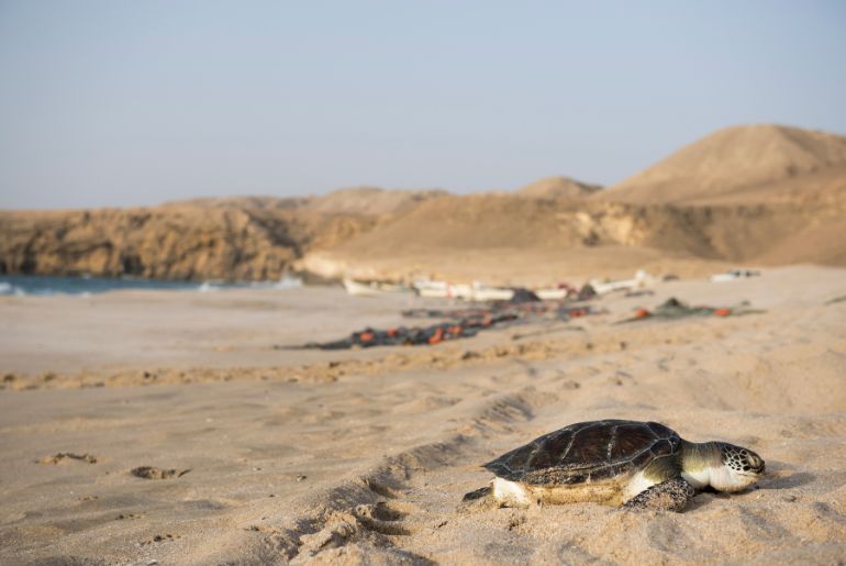 Ras Al Jinz Turtle Reserve