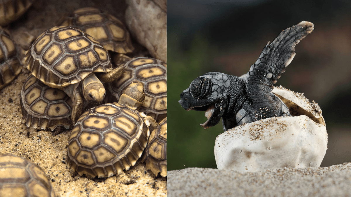 From Goa To Odisha, 8 Places To Watch Turtle Hatchlings In India