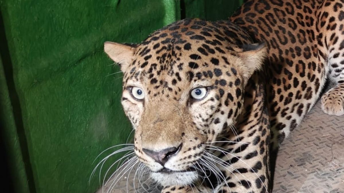 Sachin, Not Out But In! Leopard That Escaped Enclosure Found Within Katraj Zoo After 40-Hr Hunt