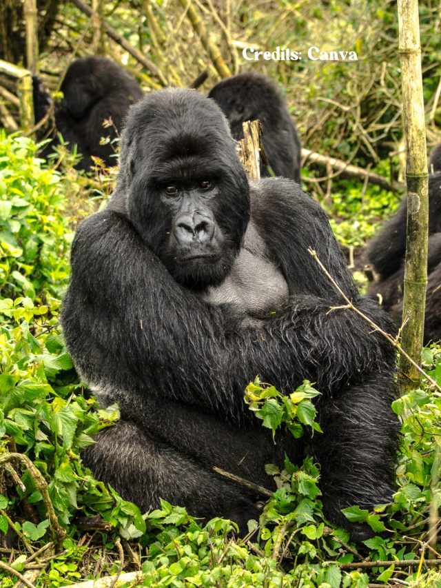 8 Best Places In The World To See Gorillas 8 Best Places In The World To See Gorillas