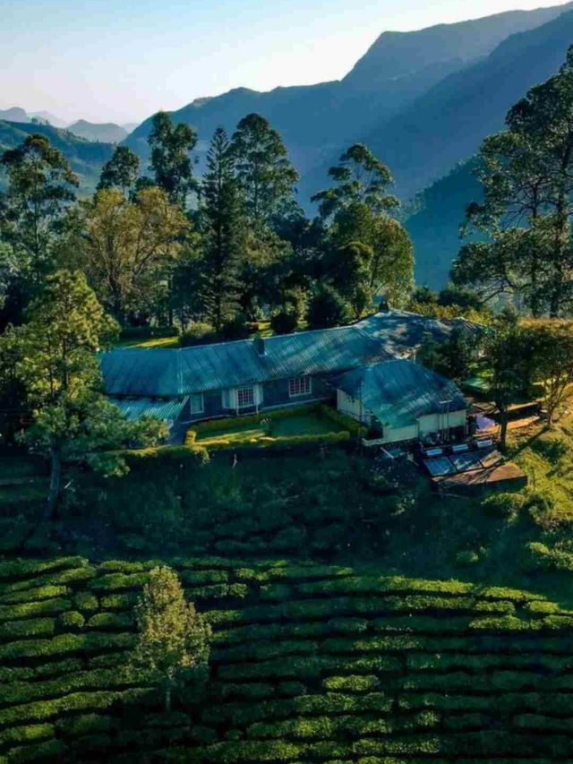 Tea Lovers, You Can Stay At These 8 Properties That Are Nestled Inside ...