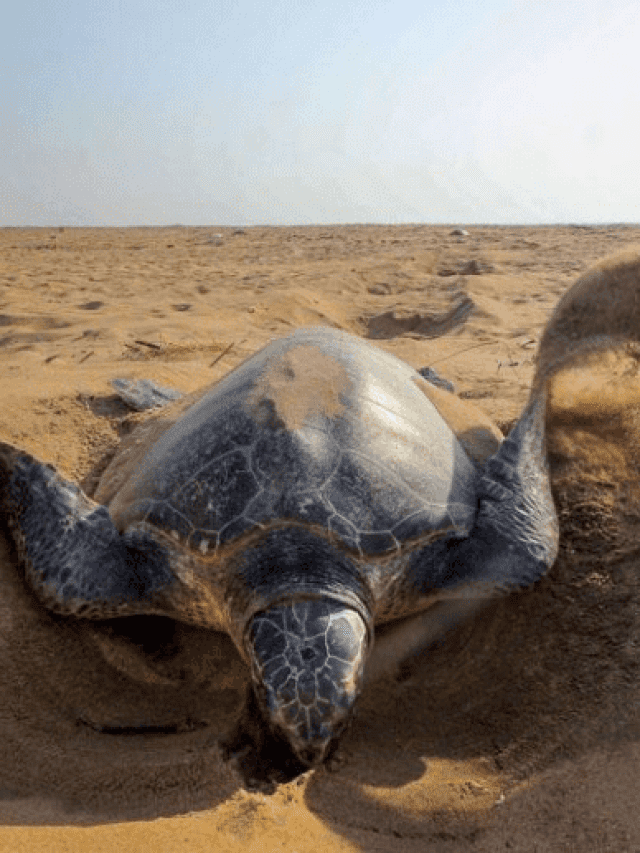 8 Places In India Where You Can Spot Turtles