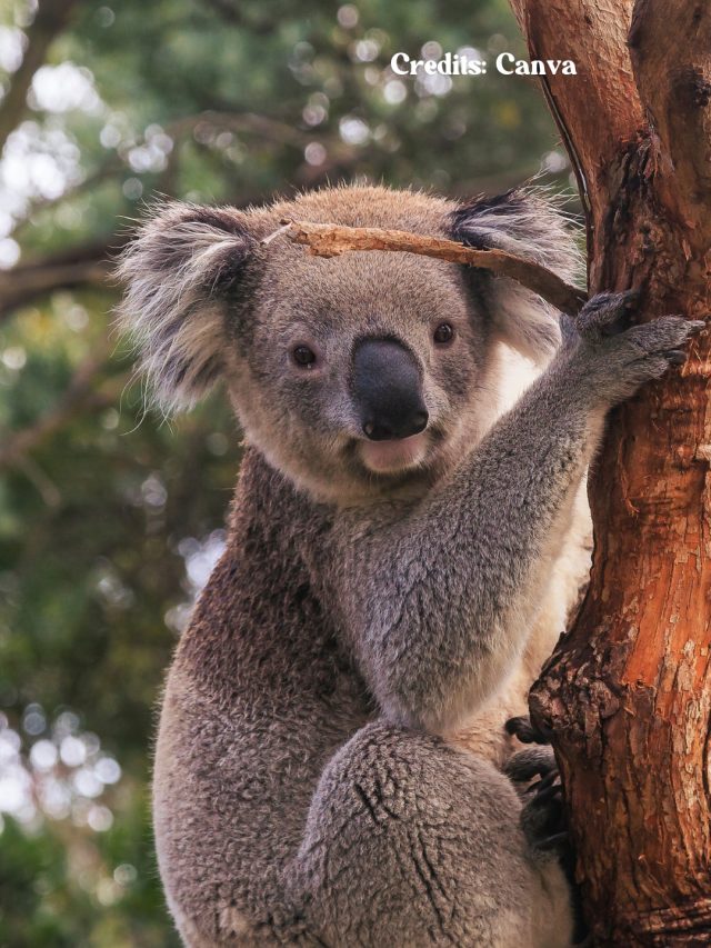 8 Best Places In The World To Spot Koala Bears